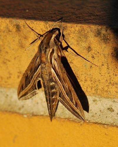 Hippotion celerio