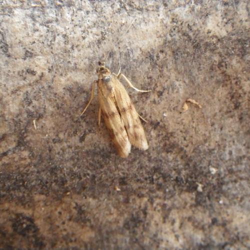 Homoeosoma sinuella