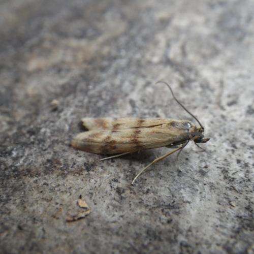 Homoeosoma sinuella