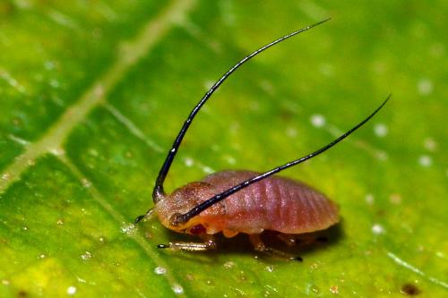 Réf. 173 482 : Monaphis antennata