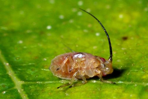Réf. 173 484 : Monaphis antennata