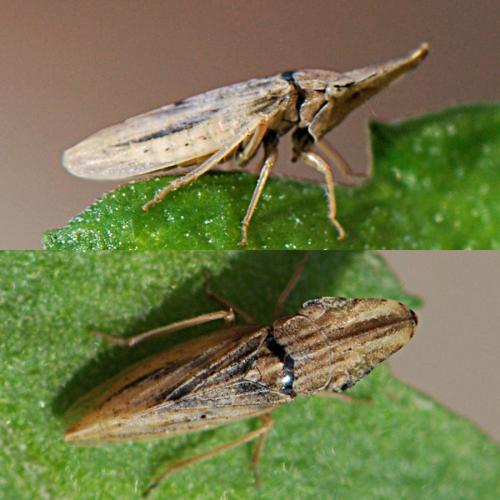 Réf. 173 602 : Eupelix cuspidata