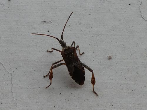 Leptoglossus occidentalis