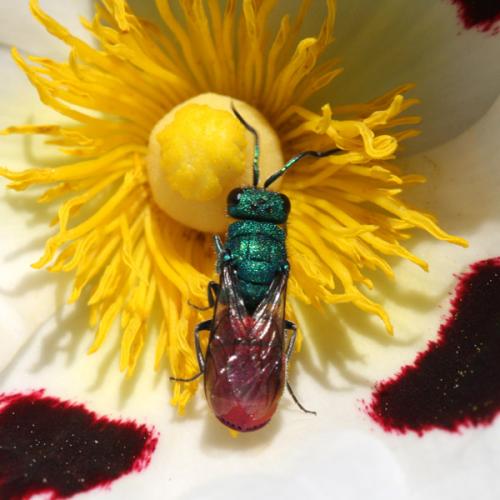 Réf. 173 246 : Chrysura sp.