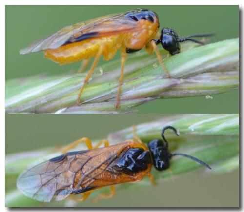 Selandria serva