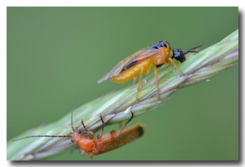 Selandria serva
