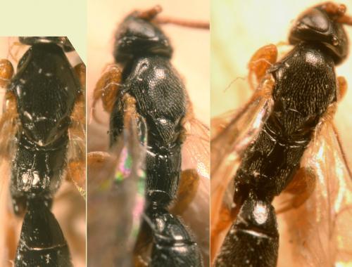 Réf. 173 868 : Hypsicera ecarinata
