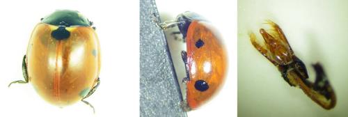 Coccinella septempunctata