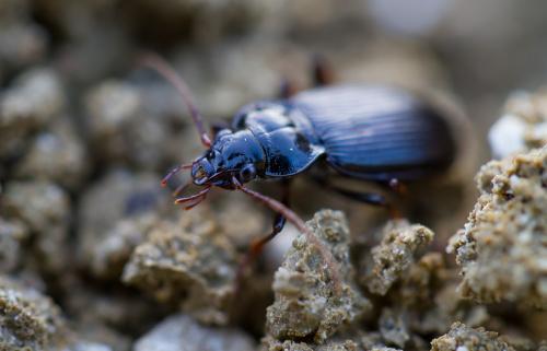 Réf. 173 017 : Nebria brevicollis