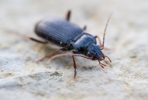 Réf. 173 018 : Nebria brevicollis