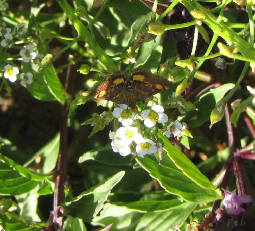 Réf. 173 047 : Pyrausta aurata