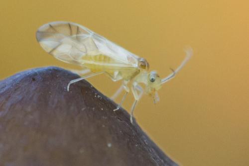 Graphopsocus cruciatus