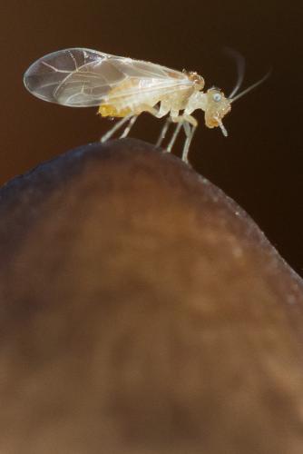 Graphopsocus cruciatus
