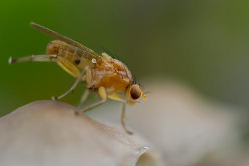 Suillia affinis
