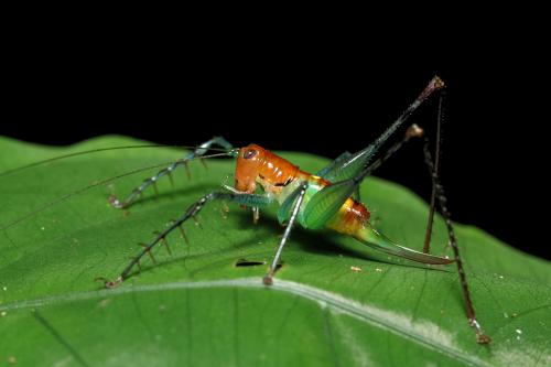 Arachnoscelis feroxnotha