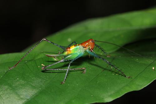 Arachnoscelis feroxnotha