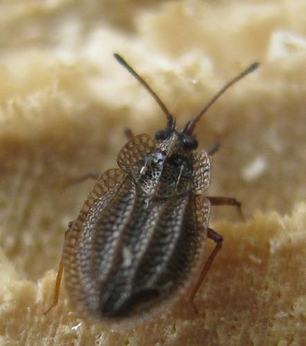 Réf. 173 245 : Acalypta sp.