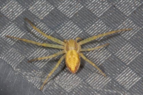 Philodromus sp.