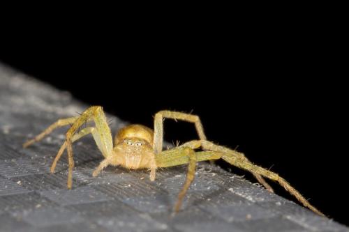 Philodromus sp.