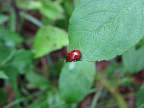 Réf. 173 227 : Gonioctena viminalis