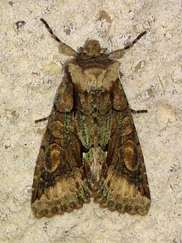 Allophyes oxyacanthae