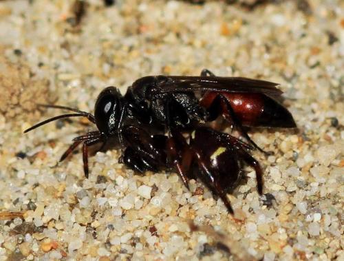 Miscophus sp.