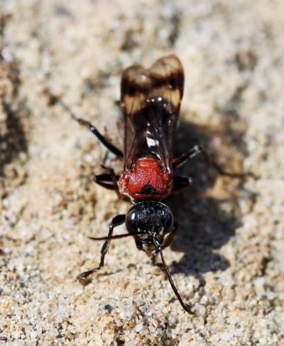 Oryttus concinnus
