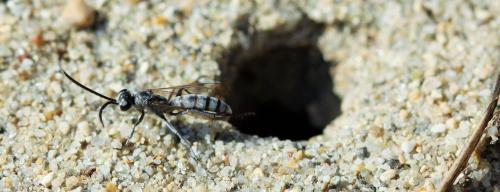 Pompilus cinereus