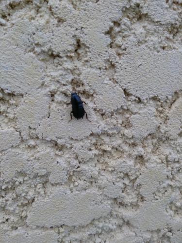 Loboptera sp.