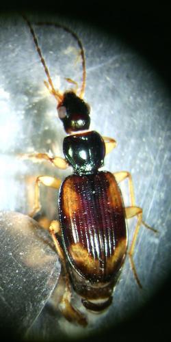 Réf. 173 013 : Bembidion tetracolum
