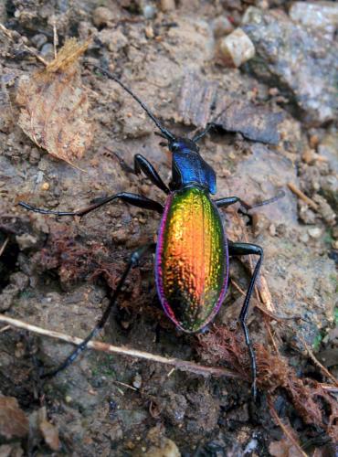 Carabus hispanus