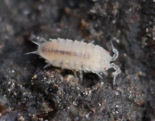 Réf. 173 694 : Trichoniscoides sp.