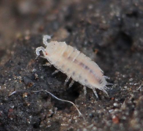 Réf. 173 695 : Trichoniscoides sp.