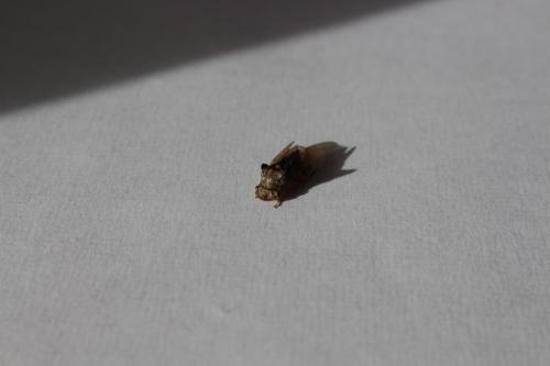 Ledra aurita