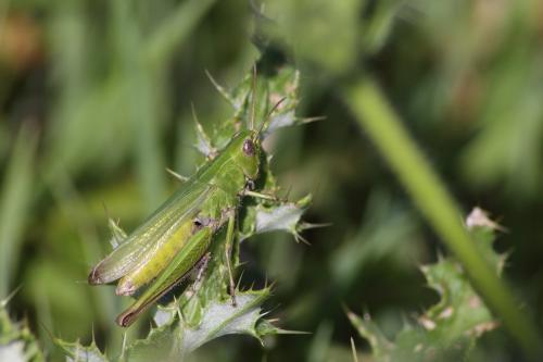 Réf. 173 845 : Chorthippus dorsatus dorsatus