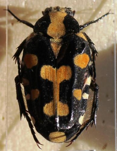 Ixorida mouhotii