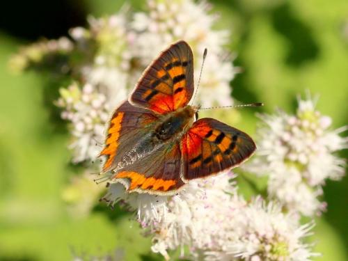 Lycaena phlaeas