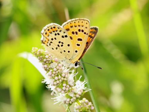 Lycaena tityrus