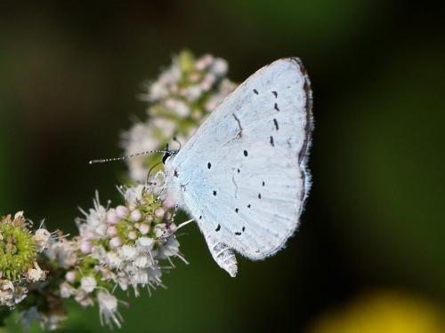 Réf. 173 297 : Celastrina argiolus
