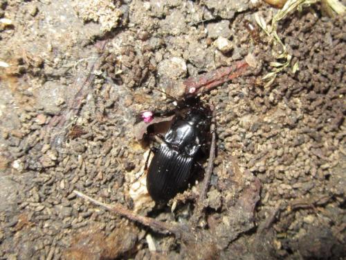 Abax parallelepipedus