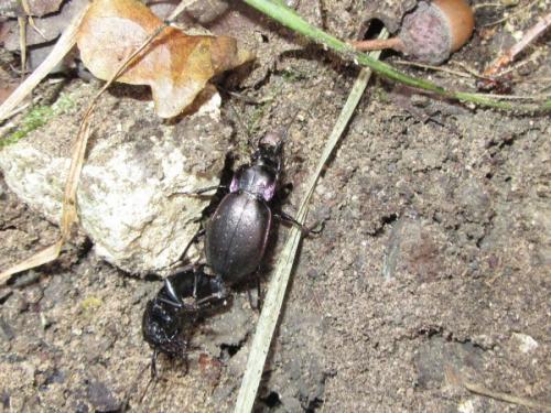 Carabus nemoralis
