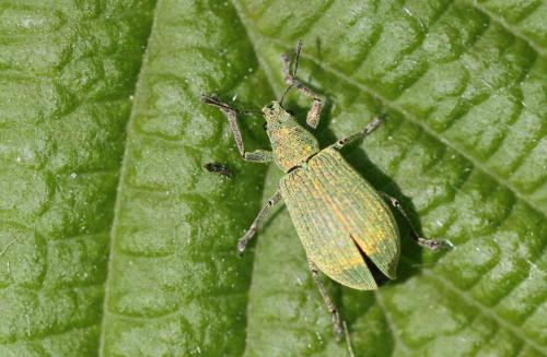 Polydrusus planifrons
