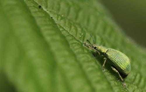 Polydrusus planifrons