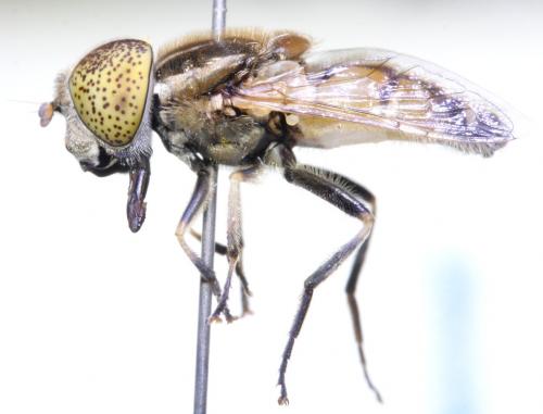 Réf. 173 073 : Eristalinus megacephalus