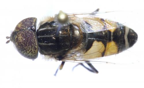 Réf. 173 074 : Eristalinus megacephalus