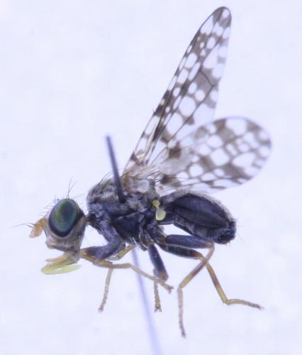 Campiglossa producta