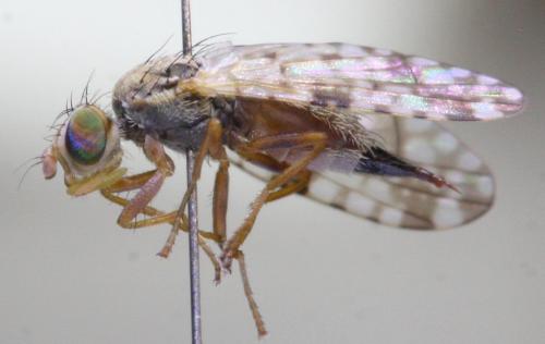 Réf. 173 873 : Dioxyna bidentis