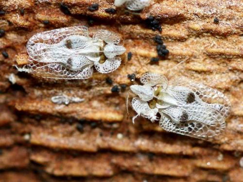 Corythucha ciliata