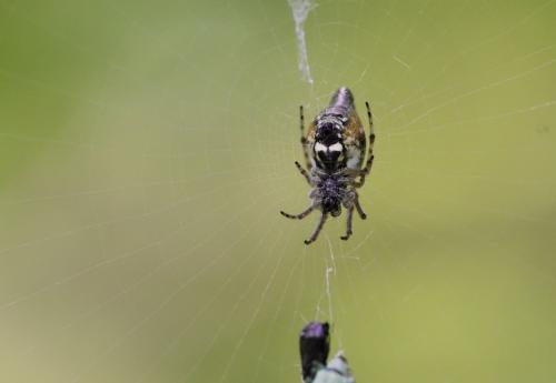Réf. 173 701 : Cyclosa conica