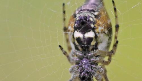 Réf. 173 712 : Cyclosa conica